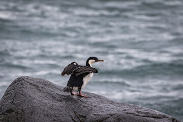 Cormorant (Phalacrocoracidae), Antarctica