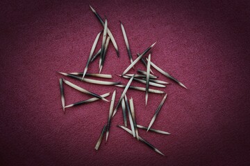 the spikes from a hedgehog