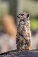 Meerkat (Suricata suricatta)