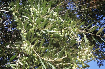 Olives on olive tree branch in Athens, Greece.