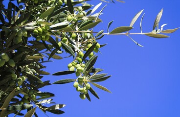 Olives on olive tree branch in Athens, Greece.