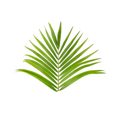 green leaf of palm tree on white background