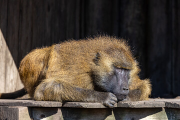 Guinea baboon (Papio papio)