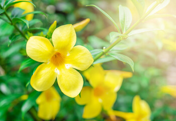 Caesalpinia flower on blurred green leaf background