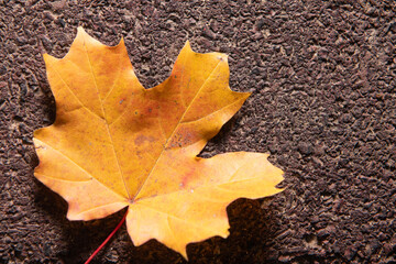Colorful maple leaf on the ground. Above view