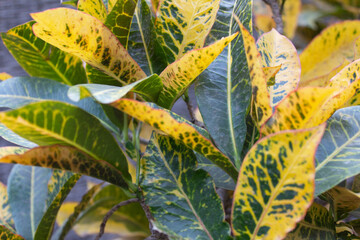 autumn leaves on a tree