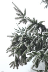 Fir tree branch with cones hoarfrosted with rime in the forest nature background texture, closeup, copy space, winter holidays: christmas and new year concept, vertical