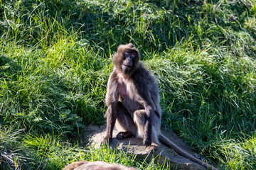 Gelada Monkey (Theropithecus gelada)