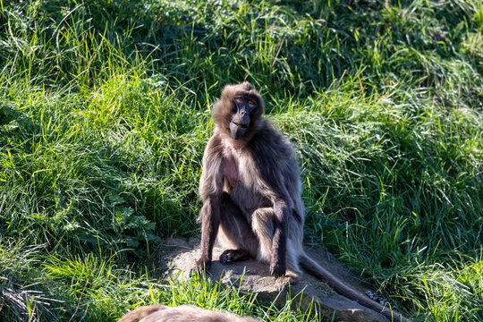 Gelada Monkey (Theropithecus Gelada)