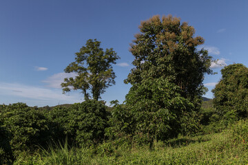 Obraz premium The invasion of green nature, when nature invades the landscape, a green world as in the beginning, impressive landscape where there is only green, fantastic green nature