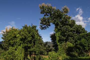 The invasion of green nature, when nature invades the landscape, a green world as in the beginning, impressive landscape where there is only green, fantastic green nature