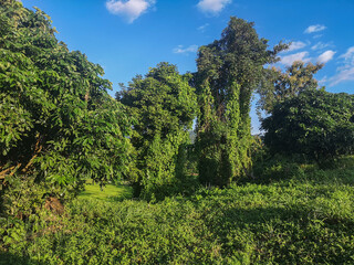 The invasion of green nature, when nature invades the landscape, a green world as in the beginning, impressive landscape where there is only green, fantastic green nature
