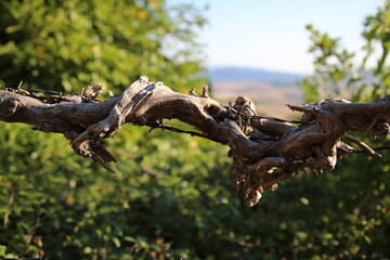 The power of nature wins over suffering