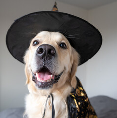 portrait of a happy dog in a halloween costume