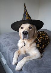 happy dog in halloween costume sitting at home.