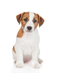 Portrait of Jack russell terrier puppy . Isolated on white background