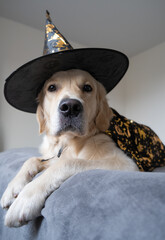 happy dog in halloween costume sitting at home