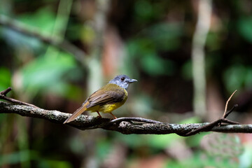 Yellow - bellied Bulbul