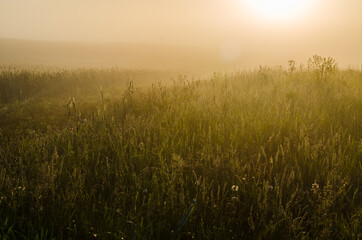 the sun's rays break through the lush grass. thick morning fog