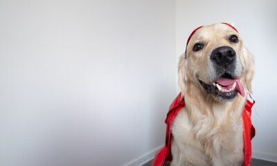 dog in superhero costume, golden retriever for carnival or halloween on white background