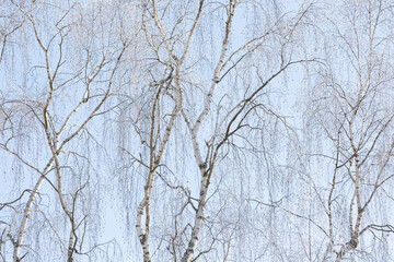 Tree branches covered in frost snow