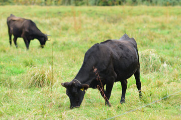 草を喰む放牧中の黒牛