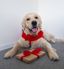 golden retriever in santa claus costume with a gift