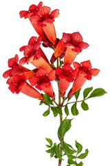 Red flowers of Campsis, radicans grandiflora (trumpet creeper vine) climbing blooming liana plant, isolated on white background