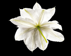 Fototapeta na wymiar White flower of clematis, isolated on black background