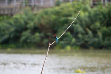 White - throated Kingfisher
