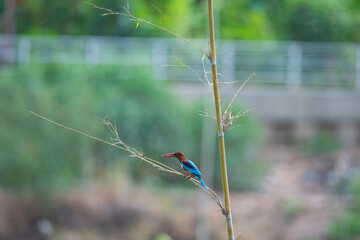 White - throated Kingfisher