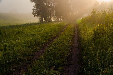 early morning. forest hiding in the fog. forest path