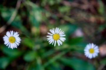 Obraz premium flower in autumn inside a park
