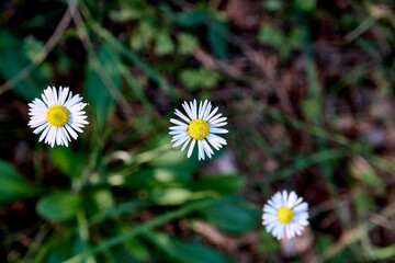 flower in autumn inside a park