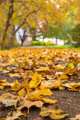 Path in the Park in autumn