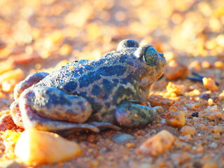 Frog with happy and surprised face, walking and observing on the field land, brown.