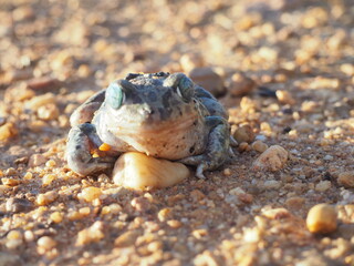 Frog with happy and surprised face, walking and observing on the field land, brown.