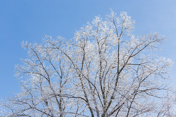 Fototapeta premium Tree branches covered in frost snow