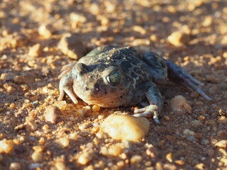Frog, green toad camouflaged and concealed on the ground looking smiling and surprised.