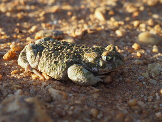 Frog with happy and surprised face, walking and observing on the field land, brown.