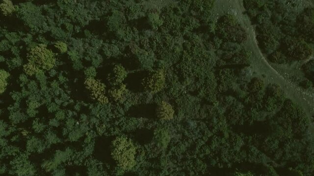 Top down view mixed forest, woodland aerial.