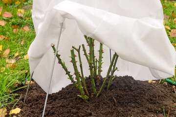 Reliable and comfortable shelter for a rose flower with breathable material from severe northern...