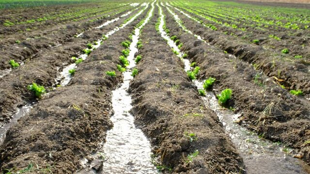 The field where various lettuces are grown is im watered by irrigation system. Agriculture concept