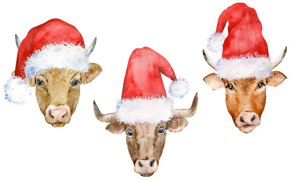 Set of brown cows in Christmas Santa's hats. Watercolor illustrations. New Year's cards. Christmas design.