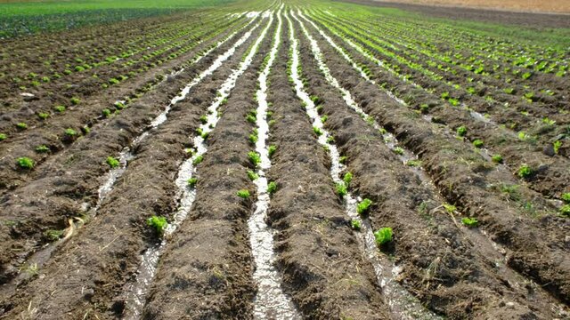 The field where various lettuces are grown is im watered by irrigation system. Agriculture concept
