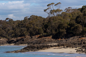 Fototapeta na wymiar Natural rocky shore and bush of Bridportregion in Tasmania, Australia