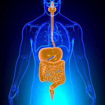 Human Digestive System Anatomy For Medical Concept 3D