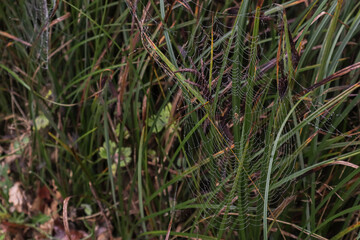 spiders web covered in morning dew on a foggy morning