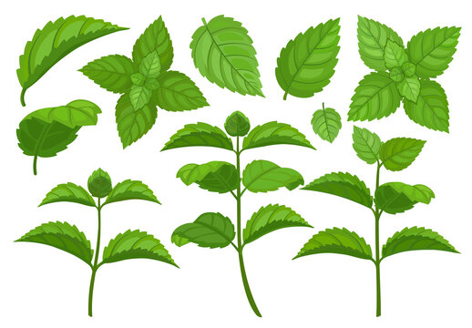 Mint leaf cartoon vector set illustration of icon.Fresh peppermint vector set of icon.Set illustration leaf of mint on white background.