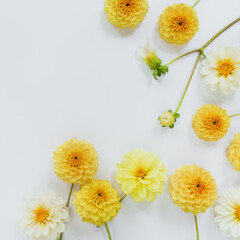 Yellow, white flowers dahlias on white background. Flowers composition. Flat lay, top view, copy space. Summer, autumn concept.
